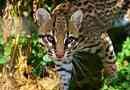 Ocelot - törpe leopárd négyzet közép- és dél-amerikával